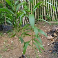 bibit akasia kormes