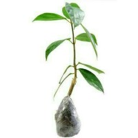 Bibit Tanaman Cincau Hijau