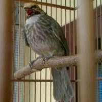 Jual Cucak Rowo Di Kota Medan Harga Terbaru 2020 Tokopedia