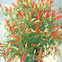 biji/benih/bibit tanaman cabe rawit ornamental