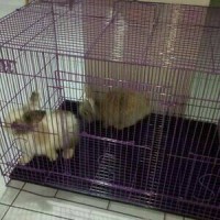 Jual Kandang Kucing Size L (60X40X50) Murah