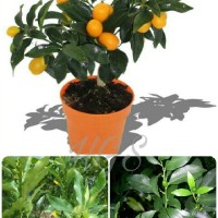 Jual Tanaman Buah Jeruk Nagami Kumquat Kondisi Berbuah & Berbunga Murah