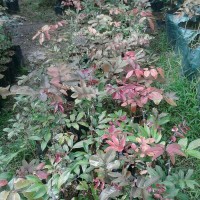 Jual Ruby longan/kelengkeng merah Murah