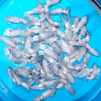 Jual Baby Cumi Sotong Utuh Rebus Fresh Frozen Seafood Kaya Gizi Rj Fish Murah