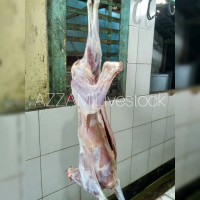 Jual Daging Kambing (Boneless) Murah