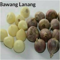 Jual Bawang Putih Tunggal / Bawang Lanang 1000 gram Murah