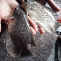 Bibit / Benih Ikan Gurame Parung