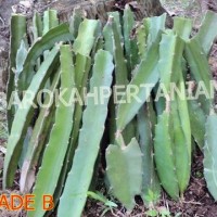 Jual Bibit Buah Naga Merah Asli dari Banyuwangi Murah