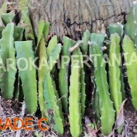 Jual Bibit Buah Naga Merah Super dari Banyuwangi ( Grade C ) Murah