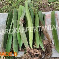 Jual Bibit Buah Naga Merah Super dari Banyuwangi (GRADE B - berakar) Murah