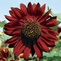 Jual Benih Biji Bunga Matahari Merah Sunflower Red Velvet Import UK Murah