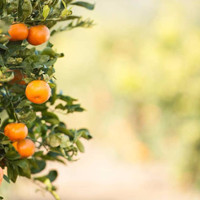 Jual Bibit / Benih / Seed Buah Jeruk Sunkist Orange Sweet and Fresh Fruit Murah