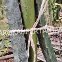 Jual Bibit Buah Naga Hitam Super dari Banyuwangi Murah