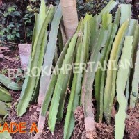 Jual Bibit Buah Naga Merah Super dari Banyuwangi (GRADE A - BERAKAR) Murah