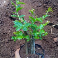 Jual Bibit Pohon Bunga Sakura Bungur | Tanaman Hias Bunga Sakura Bungur Murah