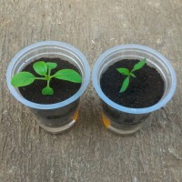 Jual Grow Kit Hidroponik / Metan Media Tanam Semai Praktis / Wick / Organik Murah
