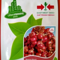 Jual jual bibit Bawang Merah Tuk Tuk Panah Merah Urban Farming Murah
