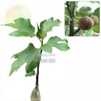 Jual Bibit pohon Tin Ungu Murah