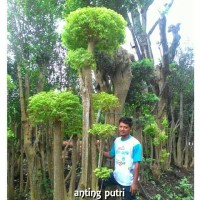 tanaman bonsai anting putri