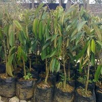 Jual Paket 5 Bibit Durian Merah, Montong, Musangking, Bawor, Pelangi Random Murah