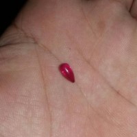 Jual Mustika merah delima Murah