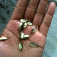 Bibit ikan bawal