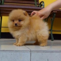 Jual Mini Pom Anjing Di Jawa Tengah Harga Terbaru 2020 Tokopedia