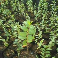 Jual Pohon Bidara Arab Ruqyah Murah