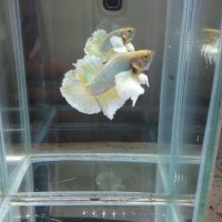 Jual Cupang plakat dumbo pineapple Murah