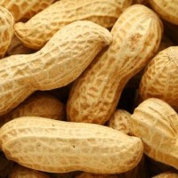 bibit kacang tanah