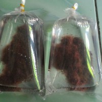 Jual Pakan / Makanan Ikan Hias Cacing Sutra Per Plastik Murah