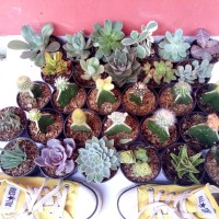 Jual kaktus dan sukulen mini 30pcs tanaman hias ruang tamu pekarangan bkn b Murah
