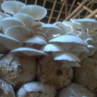 Jual Baglog Jamur Tiram Siap Panen Murah