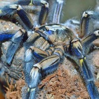 Jual Poecilotheria metallica (Gooty Sapphire Ornamental Tarantula) Murah