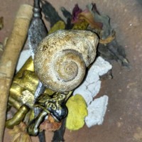 Jual kul buntet kol buntet fosil keong buntet sudah berkodam natural alami Murah