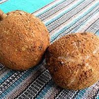 bibit durian gundul kualitas unggul ukuran 35-70cm
