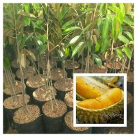 Jual Tanaman Bibit Buah Durian Montong Kaki 3 Murah
