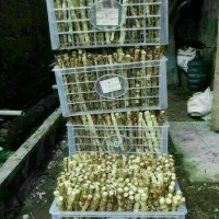 Bibit rumput gajah, odot, pakan ternak bernutrisi tinggi