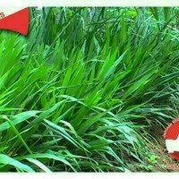 Bibit odot, rumput gajah, pakan sapi bernutrisi tinggi