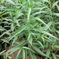 Bibit Tanaman Buah Persik