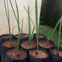 bibit pohon kurma azwa betina/ kurma ajwa