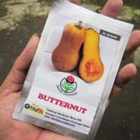 Jual Labu Butternut Murah