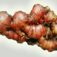 Jual jahe merah segar Murah