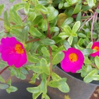 Jual tanaman sutera bombay merah /tanaman pukul 9 Murah
