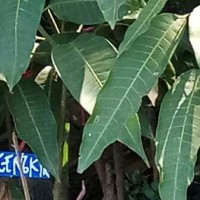 Bibit pohon mangga cengkir khas Indramayu