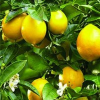 Jual Bibit Tanaman Buah Jeruk Lemon Tea Berbunga atau Berbuah Murah