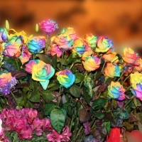 Jual Benih Mawar Pelangi / Rainbow Rose (Import) asli murah Murah