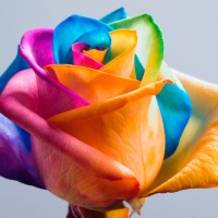 Jual Benih Biji Mawar rainbow rose colorfull bunga pelangi seed bibit taman Murah