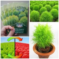 Jual Benih Rumput KochiaBibit Rumput Kochia Bibit Kochia Sco Bc2060 Murah