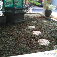 Jual Tukang taman, Kucai mini, Tanaman kucai mini, Rumput Kucai Murah